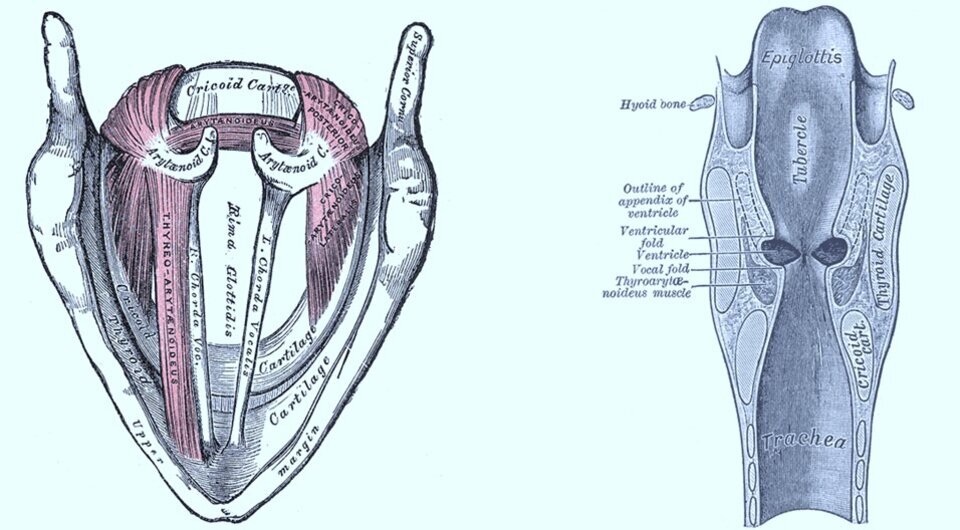   N + 1; Anatomy of the Human Body / Henry Gray, 1918