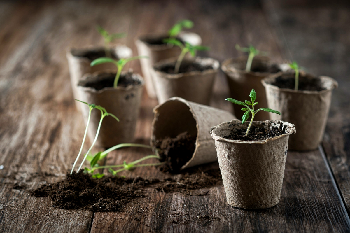 Рассада томатов. Помидорная рассада. Росток рассада томатов. Seedling «рассада». Как сажать помидоры на рассаду в стаканчики