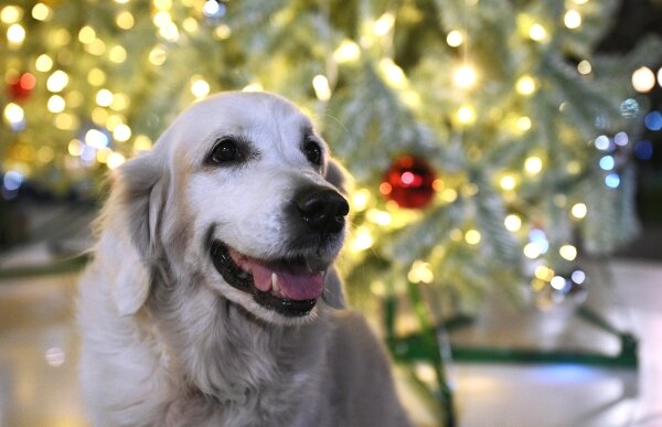 Фото: Екатерина Лызлова/РИА Новости 