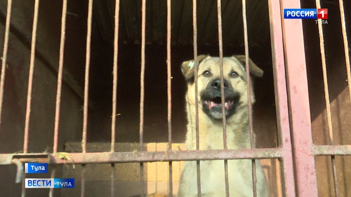 континент приют для животных