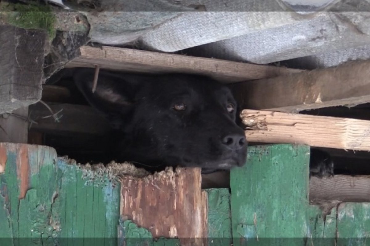    Владимирские рабочие жалуются на местные приюты для животных