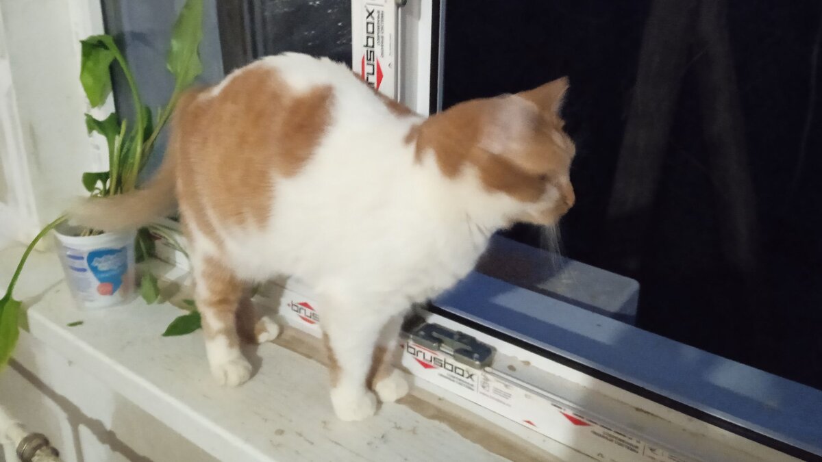 Лапамудрие от Кошки Фиксы. Эпизод 4