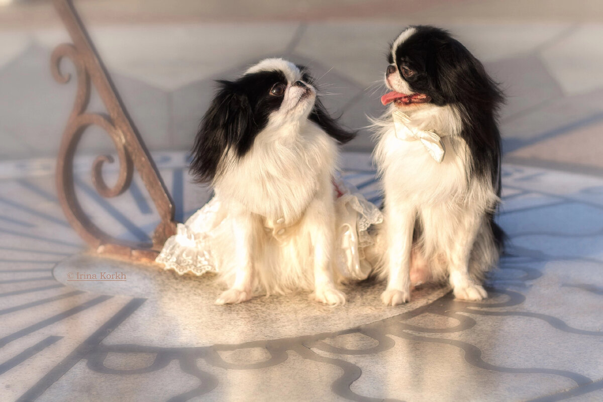 Леди и джентльмен на прогулке. Японский хин. 