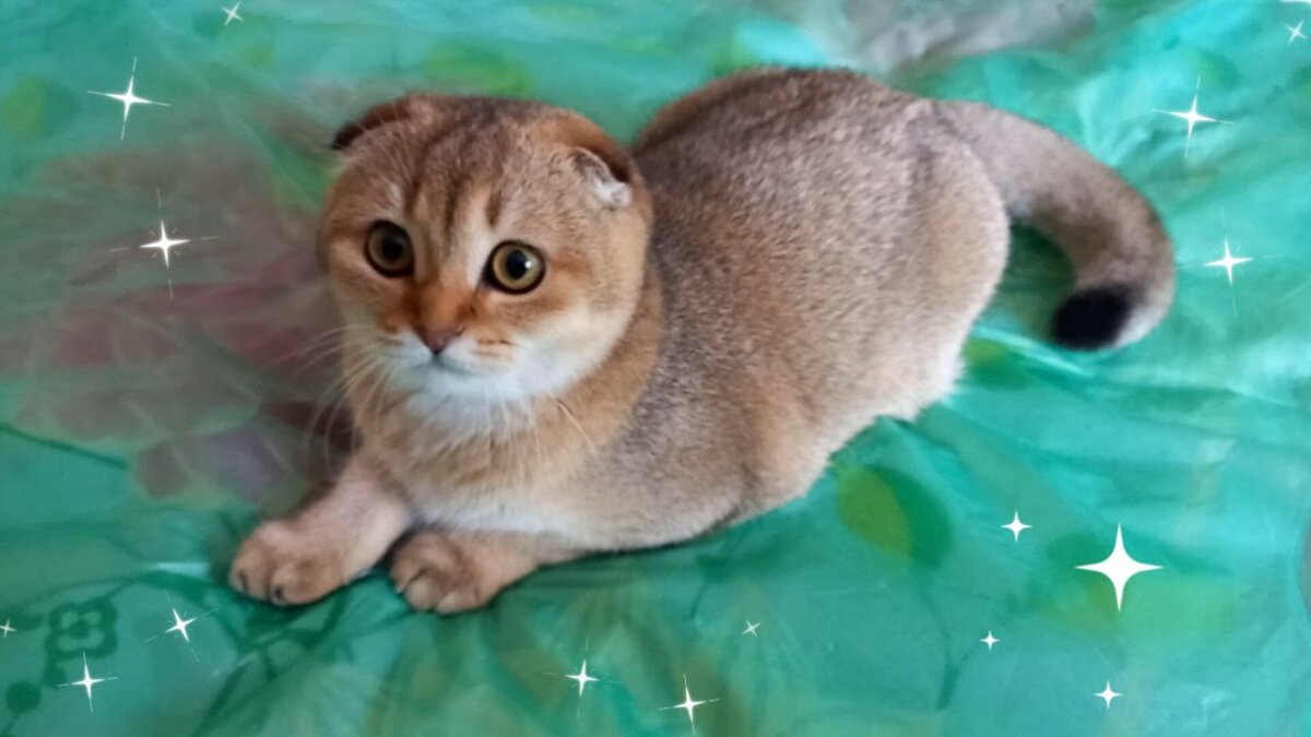 Я отдыхаю и мурлыкаю