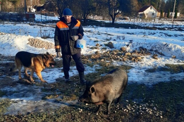    Хрюша вернулся домой только утром Фото: АиФ-Псков/ Татьяна Иванова