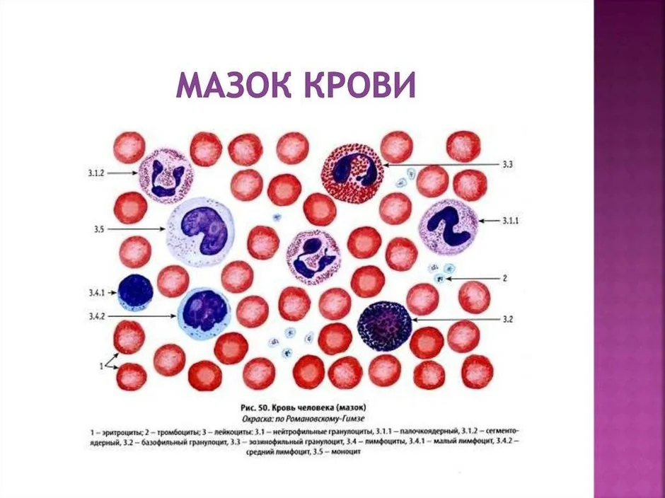 Эритроциты лимфоциты моноциты