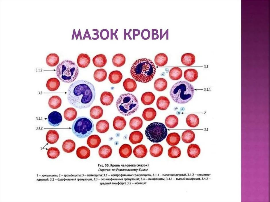 Кровь человека рисунок