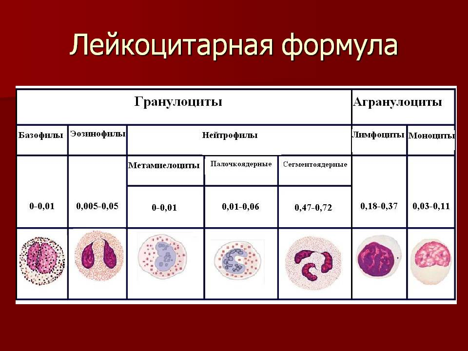 Нормы различных видов лейкоцитов в лейкоцитарной формуле. Лейкоцитарная формула сегментоядерные. Эозинофилы базофилы таблица. Клетки крови лейкоцитарная формула.