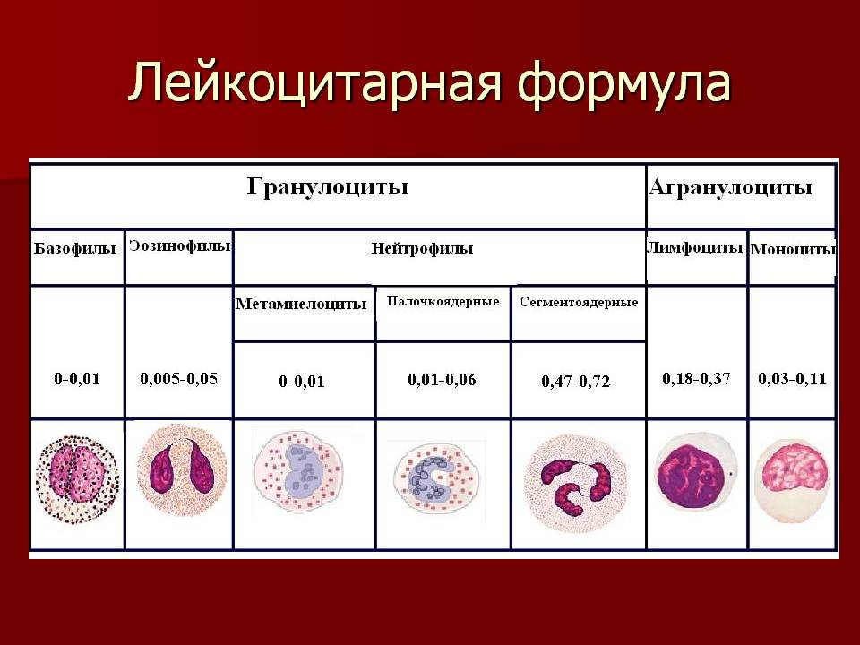 Что значит лейкоцитарная реакция. Нормы различных видов лейкоцитов в лейкоцитарной формуле. Лейкоцитарная формула сегментоядерные. Эозинофилы базофилы таблица. Клетки крови лейкоцитарная формула.