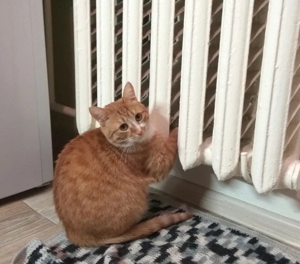 манул лапки. коты греют. кот греет лапы на батарее. кот греет лапки. кот весь день у батареи.