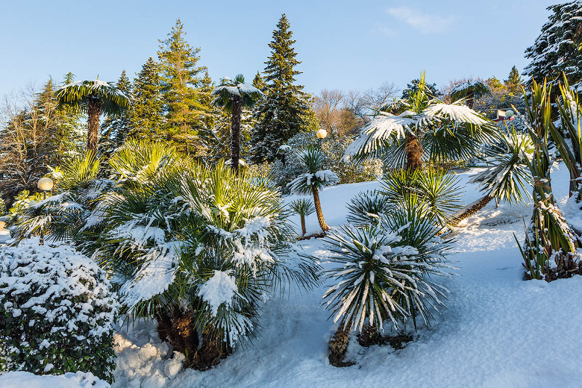    Пальмы в снегу производят неизгладимое впечатление и на детей, и на взрослых