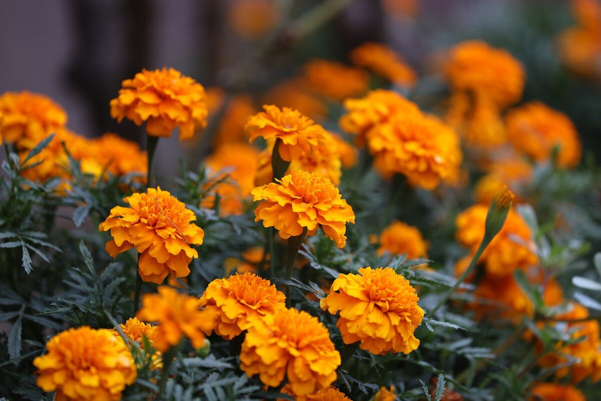 Примула Tagetes Orange