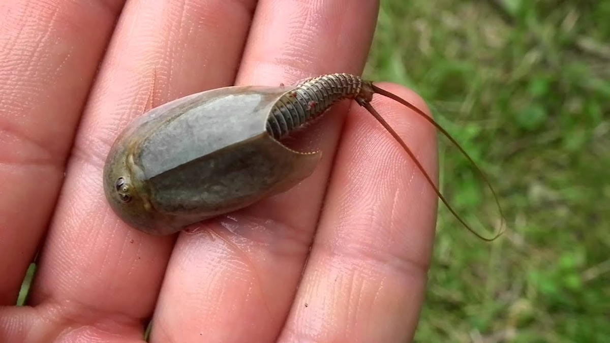 Речное членистоногое. Щитни Triops cancriformis. Жук Щитень. Рачки-щитни Triops. Щитник Триопс.