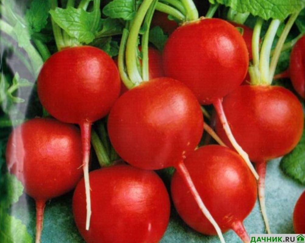 редис сора 1г престиж. редис королева марго 2 г. редис всесезонный 6гр/10. редис "рубин". сорта редиса описание.