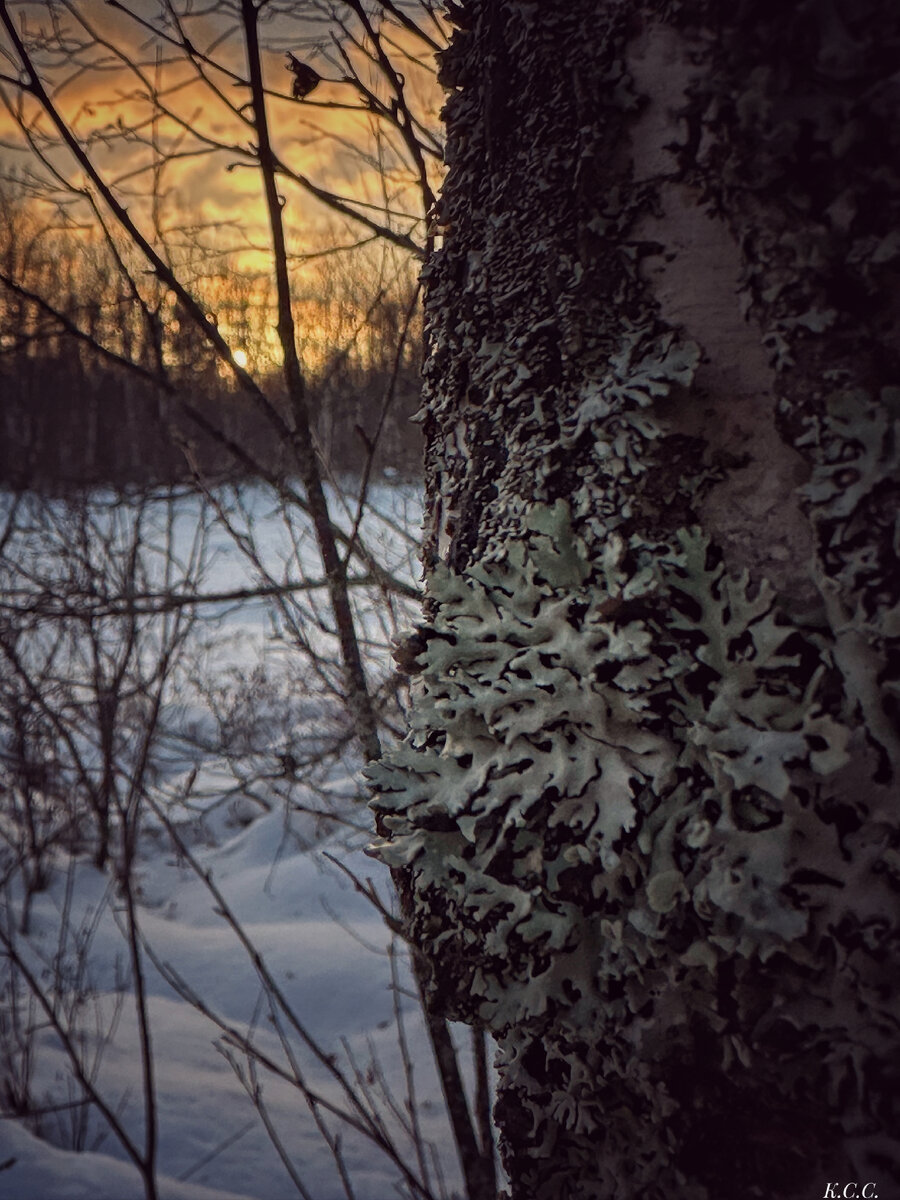 Лишайник