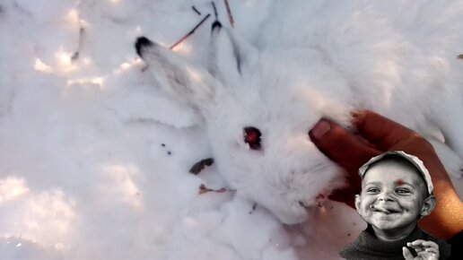 Как ставить петли на зайца зимой - видео / Сибирский охотник
