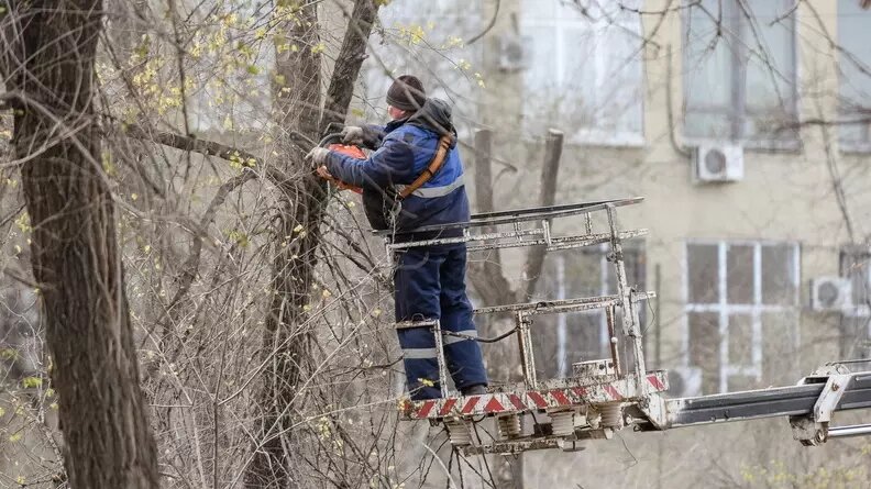     Жители Мыса, узнав, что в районе улицы Жуковского планируется строительство рядом с лесополосой, стали волноваться за судьбу деревьев. Тюменцы даже создали петицию, в которой просили городские власти сохранить насаждения.