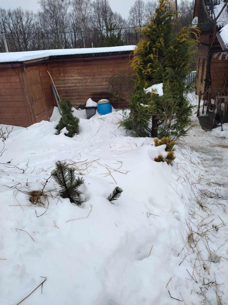 Сено-везде!