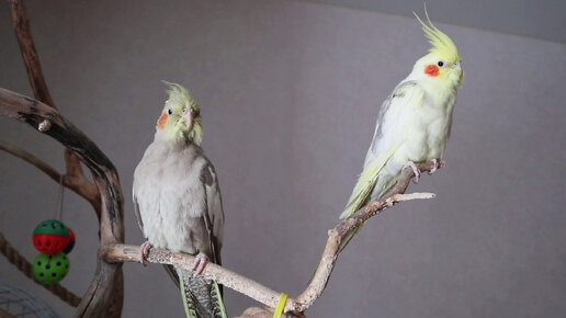 Милые птички 🐥 Чешем попугаев