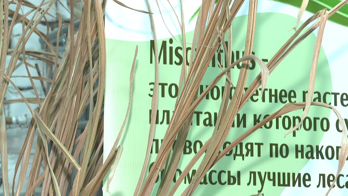    В Ивановской области выращивают мискантус - растение для авиатехники и производства биотоплива