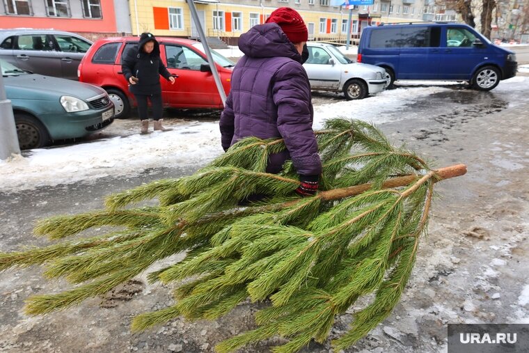    Стоимость на живые хвойные деревья в Тюмени начинается от тысячи рублей