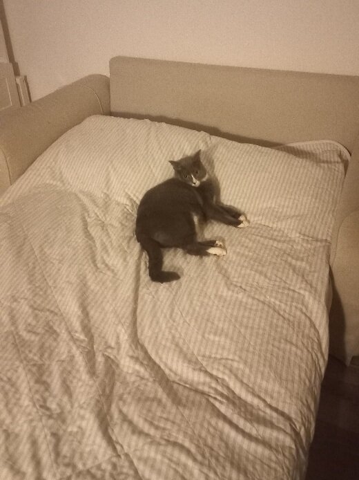Мать, иди арбайтен! А у нас - лапки 😽