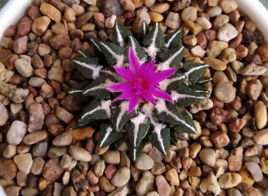 Цветущий А. кочубеанум