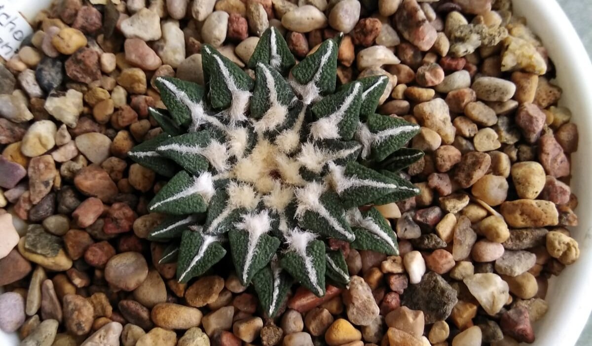 Он же месяцем раньше 