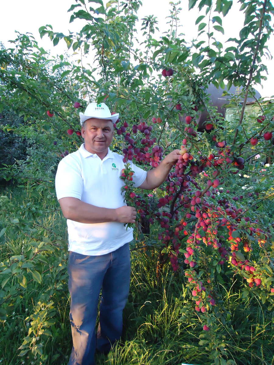 Что делать с дерниной при освоении нового участка? | В САДУ БАБИНА | Дзен