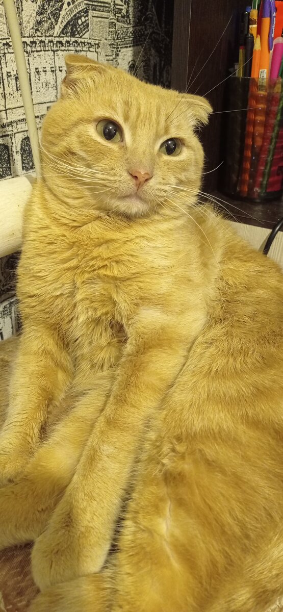 Сонный ждёт когда мы пойдём спать😆