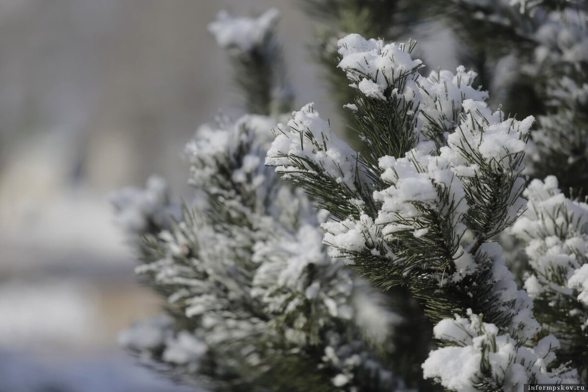 Мороз, осадки или оттепель? Фото: ПАИ