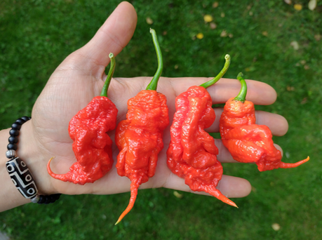 Фотография Алисы