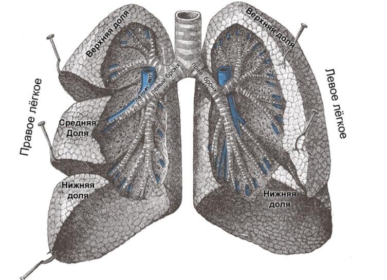    Лёгкие человека в разрезе. Воздушные входы и выходы из лёгких через проходы хрящевых трубок — бронхи и бронхиолы. На этом рисунке ткань лёгких рассечена, чтобы раскрыть бронхиолы. На рисунке неправильно обозначены бронхи. Правый бронх заходит в правое легкое, а левый в левое, а не наоборот Фото: общественное достояние