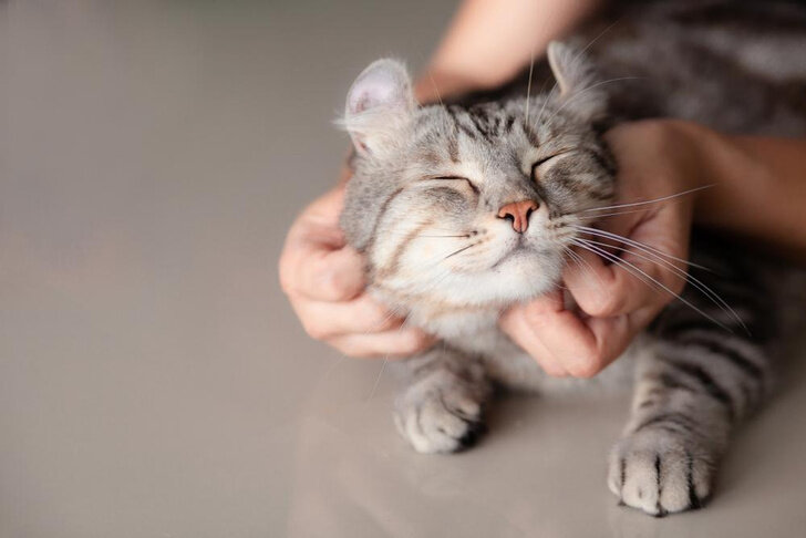 Источник: Shutterstock/Fotodom.ru