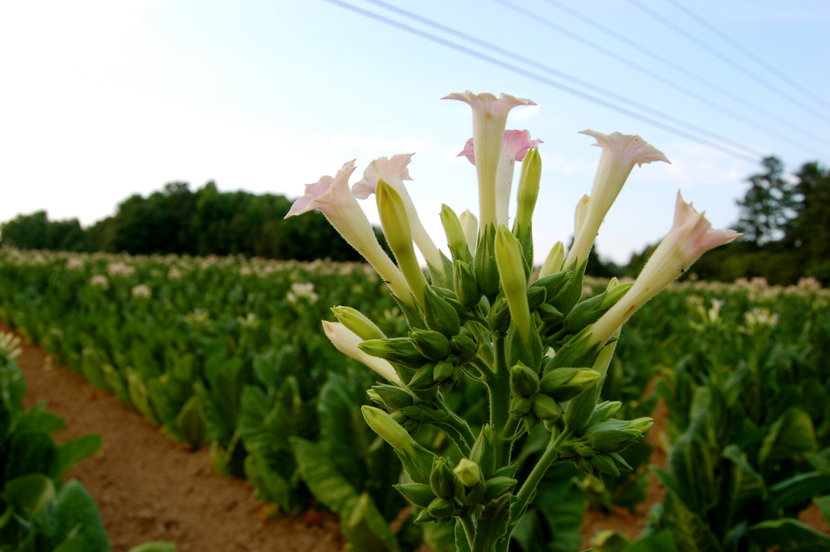 Растение Nicotiana tabacum