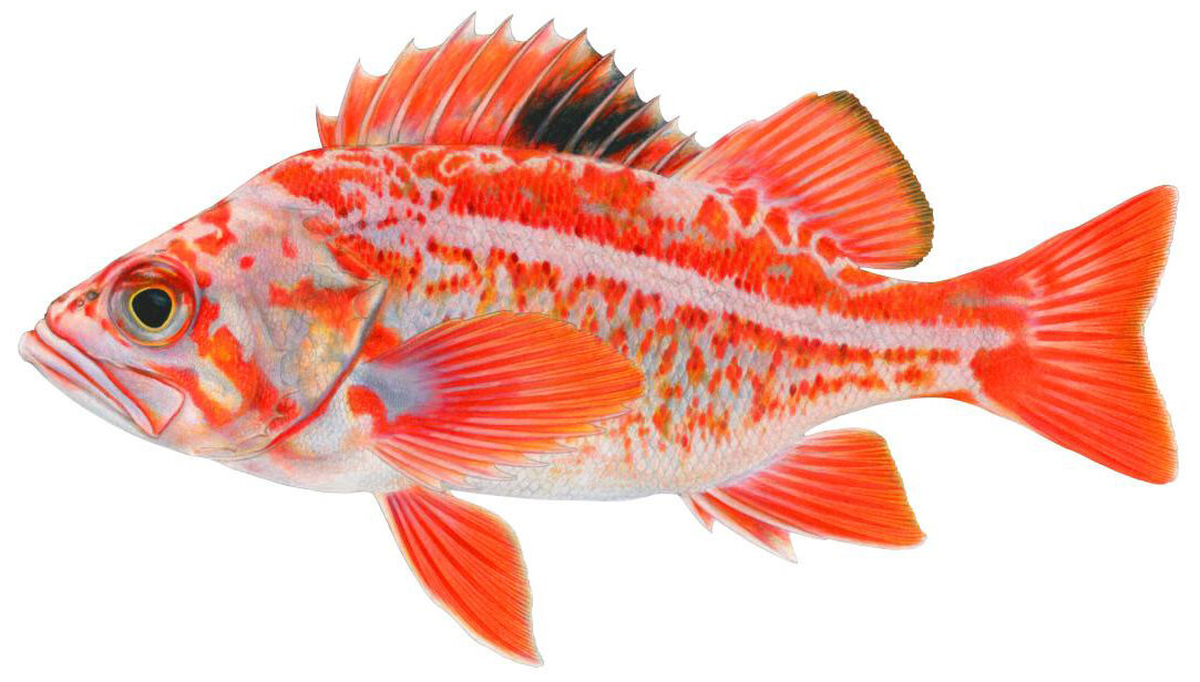 Sebastes pinniger