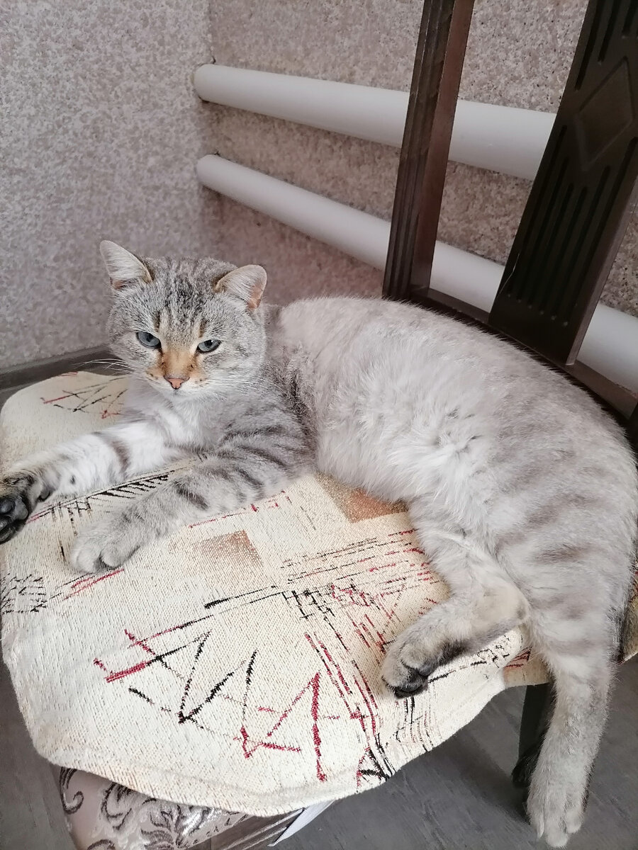 Фото автора. Главный обитатели кухни