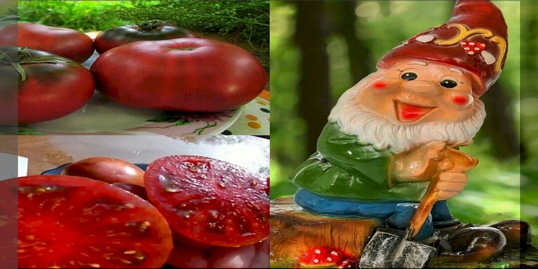 ТОП-5 томатов гномов: томаты гномы которые особенно часто ищут в продаже