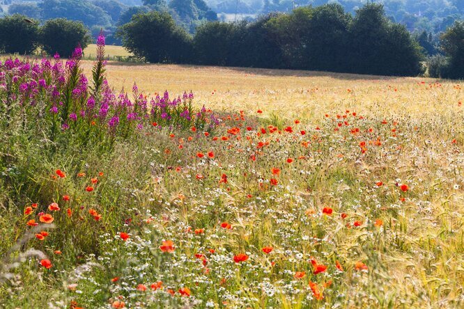 молча завидовал другу