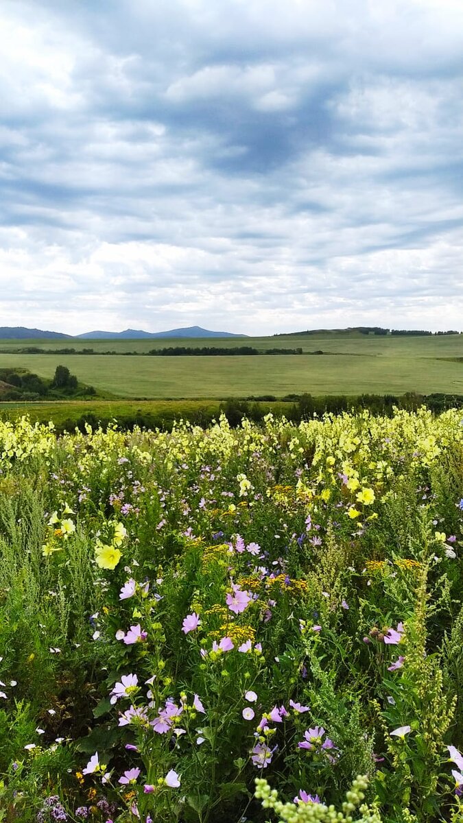 Наши любимые горы в цвету! Алтай. Фото из личного архива.