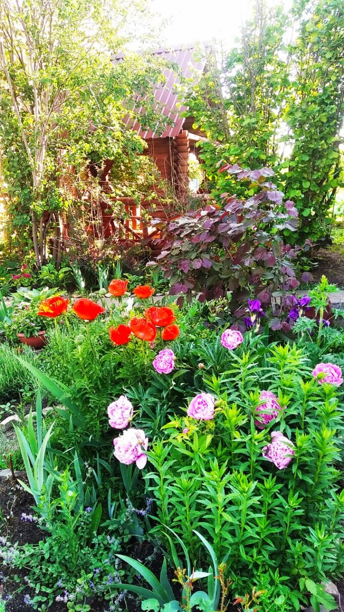 Мамин сад. Алтай. Фото из личного архива.