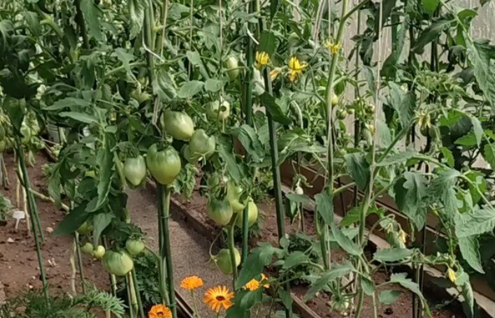 Томат Семейное счастье. Снимок автора