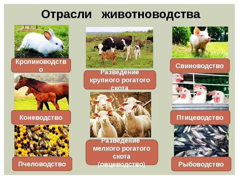 Укажите причины ослабления позиций животноводства на кубани. Отрасли животноводства. Отраслижовотноводства. Отрасли животноводства в России. Отппсли живодноводства в Росси.