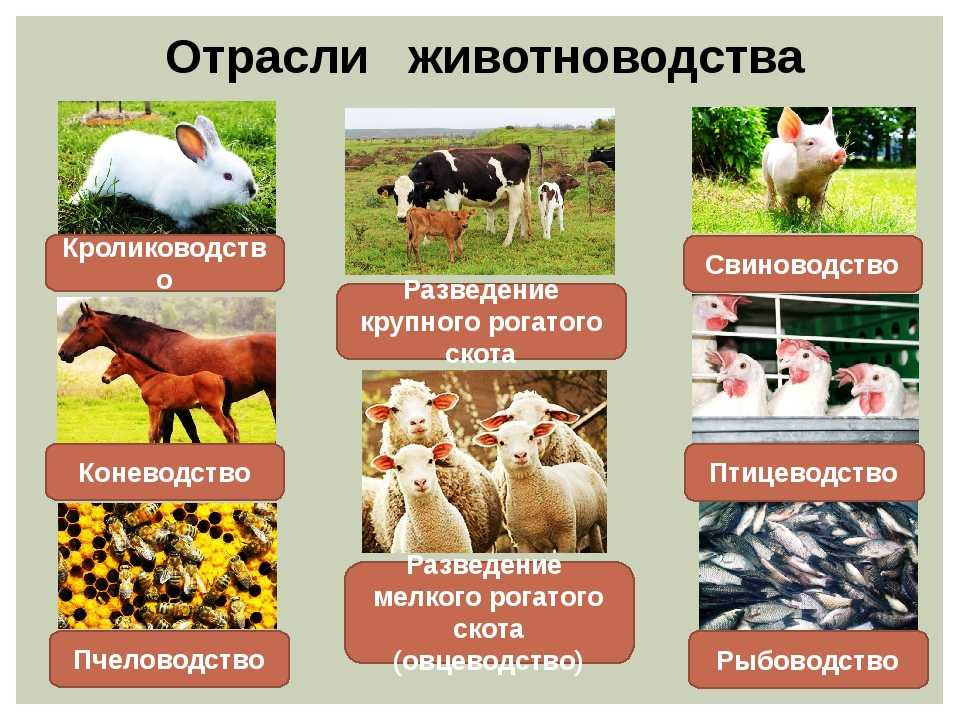 Районы производства сельскохозяйственной продукции. Отрасли животноводства. Отраслижовотноводства. Отрасли животноводства в России. Отппсли живодноводства в Росси.