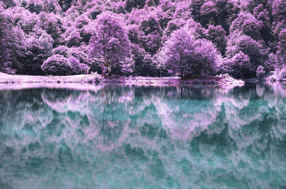 Lomography purple примеры фото Этот мир. Ирина Расшивалова для Вас Дзен