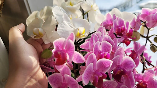 Удобрение для орхидеи, чтобы выпустила 2-3 цветоноса одновременно и красиво цвела