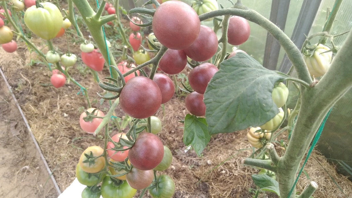 Это не гибрид, просто черри "Чёрный жемчуг". Посадила на пробу. Муж просил. Но постоянно выращивать томаты-черри мы так и не стали. Но этот - вкусный. И цвет оригинальный.