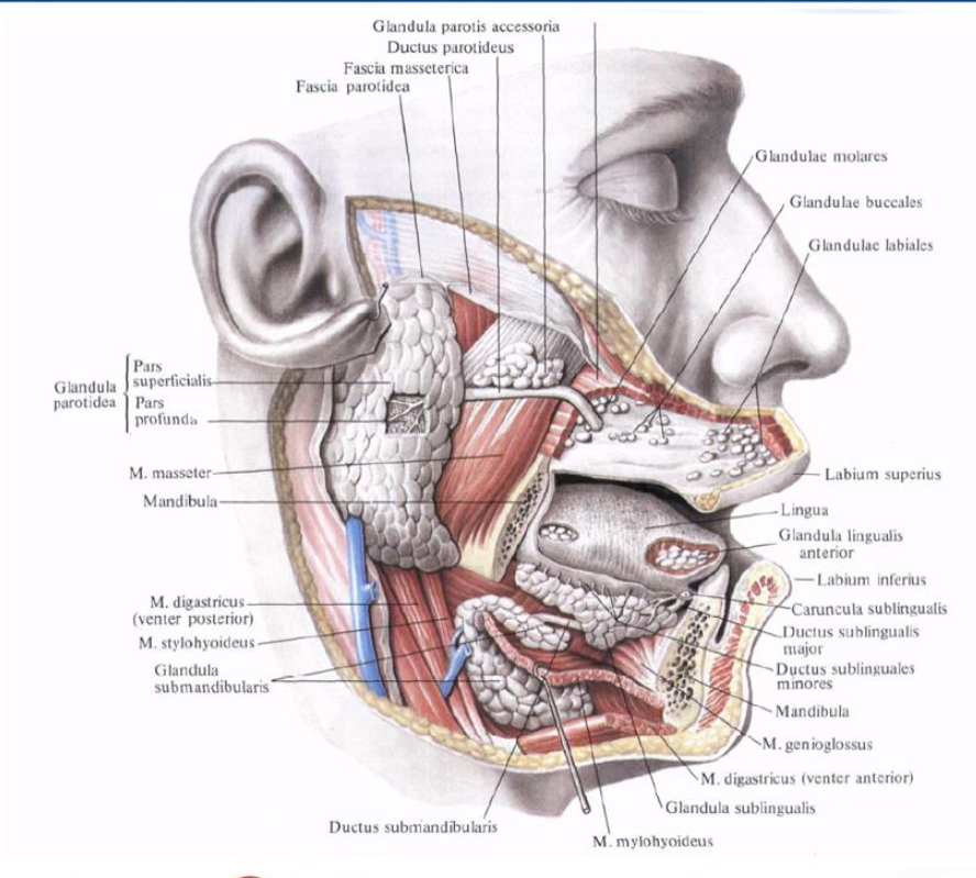 Границы полости рта. Топография протоков околоушной слюнной железы. Строение околоушной железы топографическая анатомия. Ротовая полость анатомия слюнные железы. Строение слюнных желез анатомия.