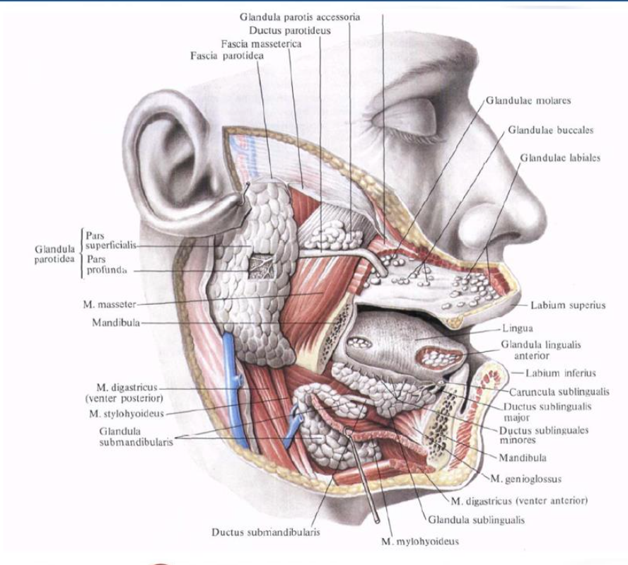 Топография протоков околоушной слюнной железы. Строение околоушной железы топографическая анатомия. Ротовая полость анатомия слюнные железы. Строение слюнных желез анатомия. Околоушная железа нерв