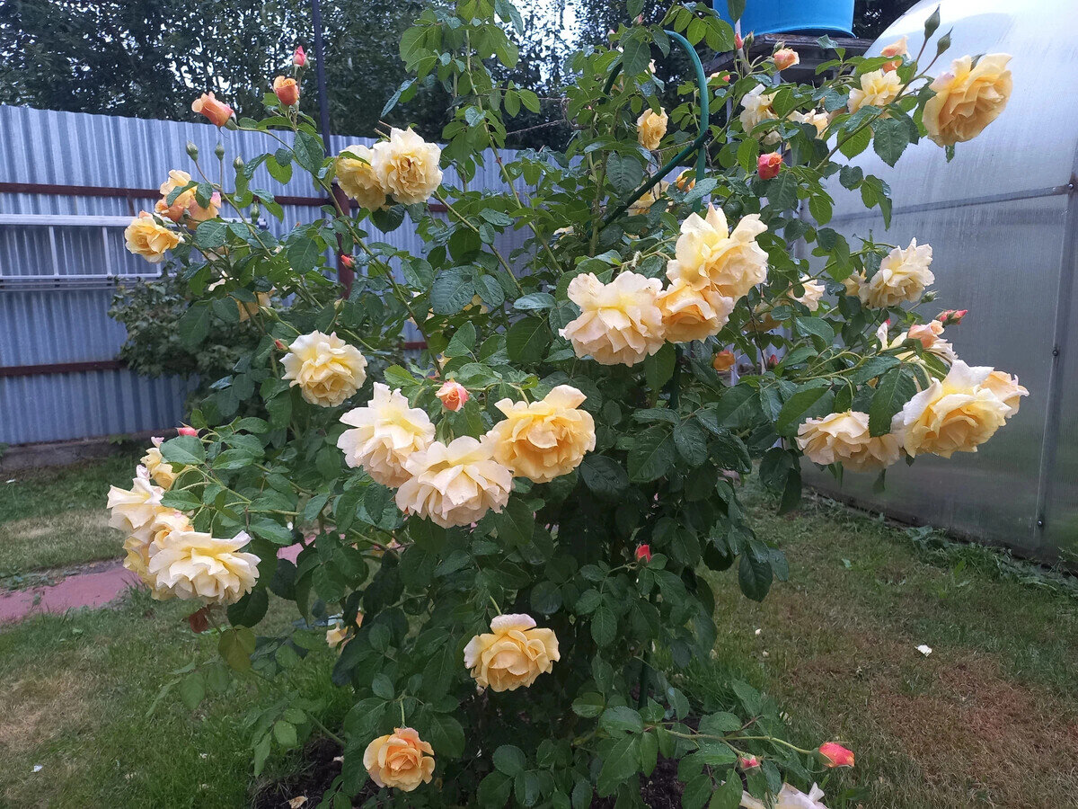 фото Светланы